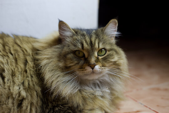 Siberian cat with a fluffy mane lies on the floor of the house and looks at the camera. Close up photo of the face of a tabby cat of different colors