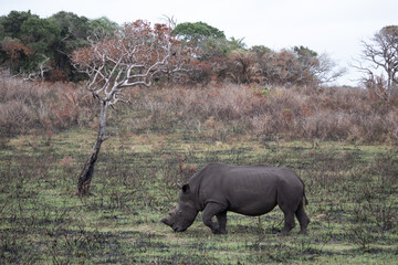 Naklejka premium Wild rhino eating grass, iSimangaliso wetland park, South Africa