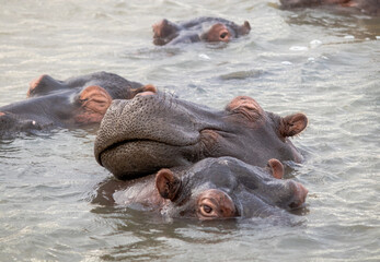 Family of hippos in the water, Saint Lucia, South Africa