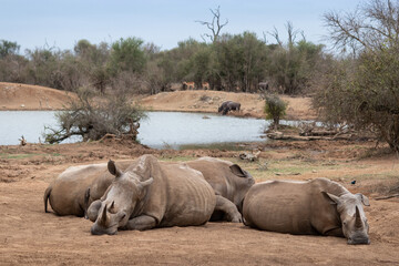 Group of rhinos resting by the water, Hlane national park, Swaziland.