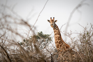 Giraffe portrait in the savannah, Kruger national park, South Africa