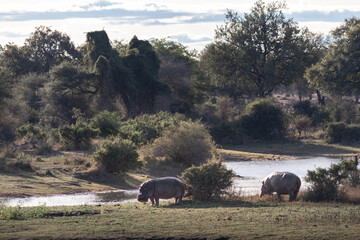 Two hippopotamus eating grass out of the water, Kruger national park, South Africa