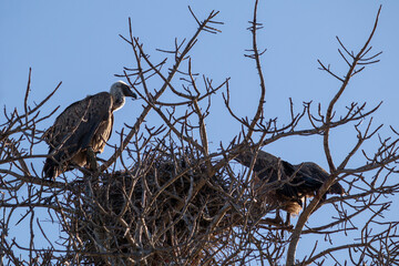 Vulture chicks at their nest, Kruger national park, South Africa