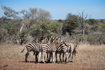 Fototapeta na wymiar Herd of adult zebras and young zebra at the Kruger national park, South Africa