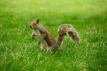 squirrel on the grass