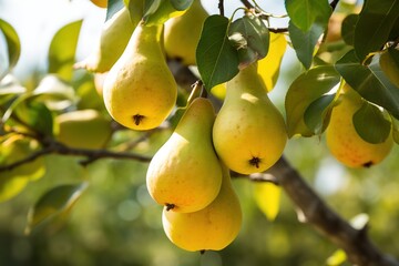 Ripe pear fruits on a branch of a tree with green leaves, in an orchard. Image for advertising, banner