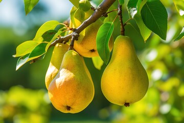 Ripe pear fruits on a branch of a tree with green leaves, in an orchard. Image for advertising, banner