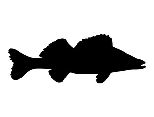 Walleye fish silhouette vector art white background