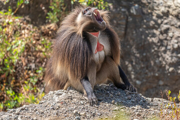 Gelada monkey opening its mouth wide to bear its teeth, Simien Mountains National Park, Ethiopia