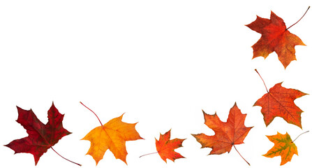 Autumn leaves falling down Isolated on white background