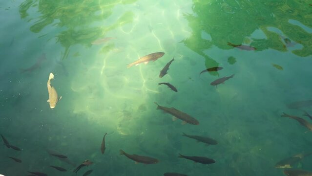 Sacred fish in the Balikligol fish pond. This is a sacred site for muslims and birth place of prophet Abraham in Sanliurfa, Turkey