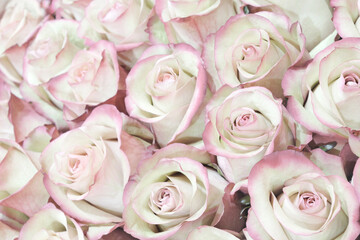 Many pink roses as background, background of heads of roses with delicate petals.