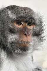Obraz premium Monkey