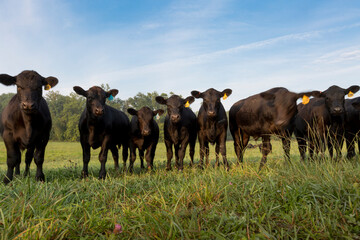 Angus cattle