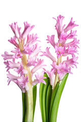 .Hyacinth