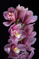 Cymbidium Claude Pepper 'Purple Splendor'. A hybrid orchid