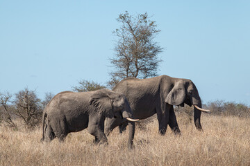 Fototapeta premium Two wild elephants walking in the savannah, Kruger national park, South Africa