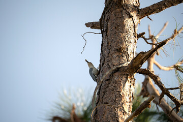A red-bellied woodpecker bird perched on a tree branch in summer Florida woods