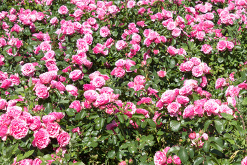 Obraz premium Continuously blooming rose rugosa, groundcover rose, Grothendorst variety.