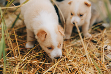 There are many puppies in the forest