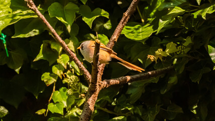 Beautiful songbird sitting on a tree on a sunny summer day