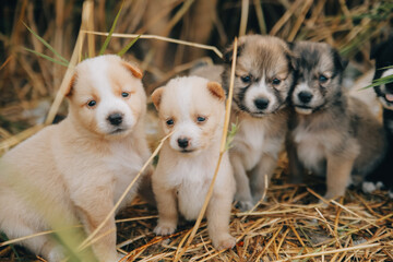 There are many puppies in the forest