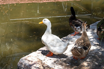 DUCKS ON THE SHORE OF A LAGOON