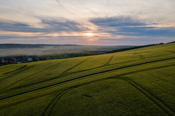 Fototapeta premium Aerial view of green farm fields in summer season with growing crops. Farming and agriculture industry