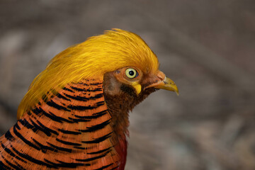 Close up beautiful golden pheasant