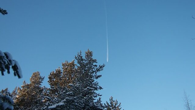 The plane flies across the blue sky. Pine forest in winter during the day in severe frost, Karelia. Snow on the coniferous branches. Scots pine Pinus sylvestris is a plant pine Pinus of Pine Pinaceae.