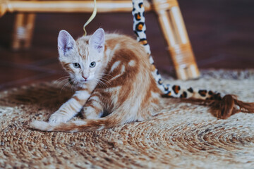Portrait d'un mignon petit bébé chaton tigré roux à la maison	 - 703988189