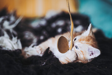 Portrait d'un mignon petit bébé chaton tigré roux à la maison	