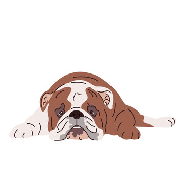 Portrait of English bulldog with wrinkled face. Serious British purebred bull dog with short hair and folded skin. Muscular doggy. Colored flat vector illustration isolated on white background