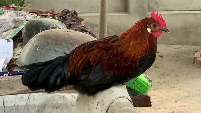 Colorful Asian Rooster. Fighting cock. Male Rooster. Red, Brown, Black Color Cocks. 4K Footage.
