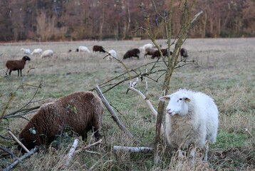 Brown and white sheep on a pasture in winter