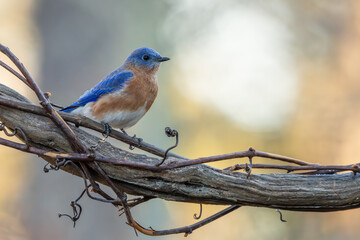 Eastern Bluebird Perched