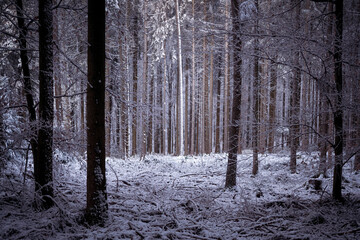 A single tree with snow-covered bark in the middle of the Black Forest