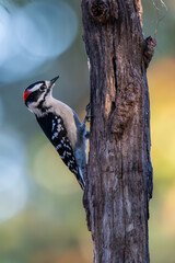 Male Downy Woodpecker