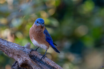 Eastern Bluebird Perched