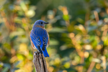Eastern Bluebird Perched