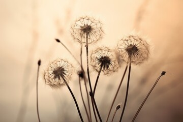  a close up of a bunch of dandelions on a light colored background with a blurry image of the back of the dandelions in the foreground.