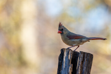 Female Northern Cardinal Perched
