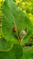 ladybug on a green leaf