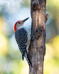 Red-bellied woodpecker