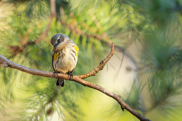 Yellow-rumped warbler perched