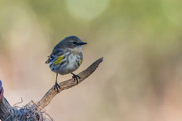 Yellow-rumped warbler perched