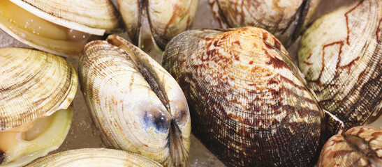 Fresh blood cockle or blood clam (Tegillarca granosa) background. Close-up of raw sea cockles clams...