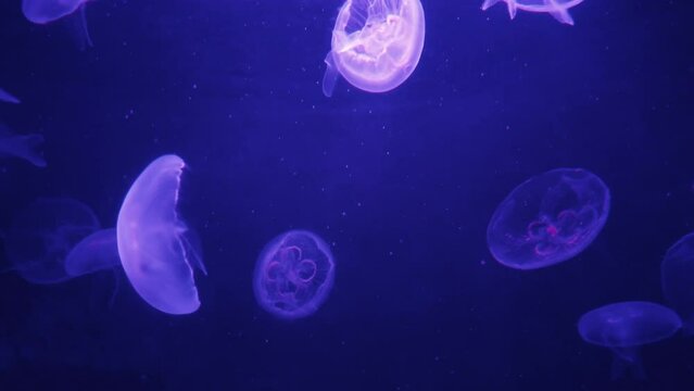 Beautiful jellyfish in light swimming on dark background, 4k