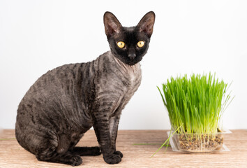 Charming short haired cat with gray tone and deep yellow eyes next to catnip