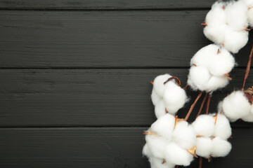 Cotton branch on black background. White cotton flowers.